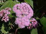 Eupatorium 1